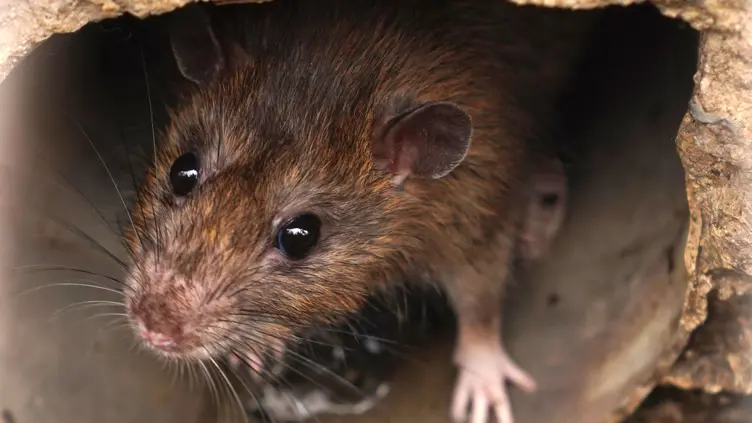 Hvordan forhindre rotter?