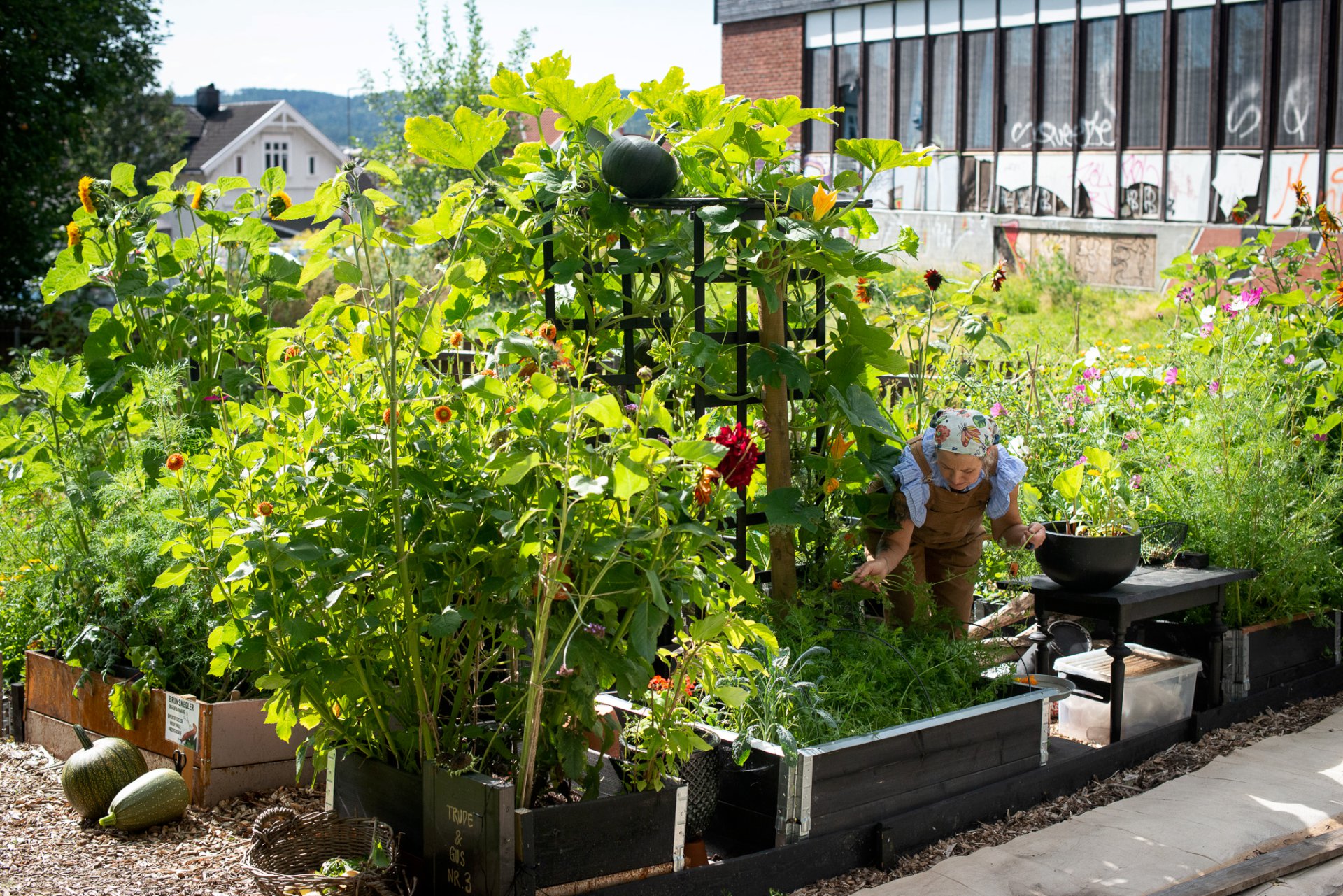 Bybondens kjøkkenhage i hagen til Skien gamle prestegård.