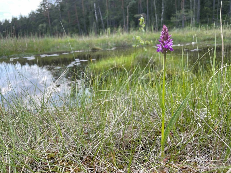 bilde av et myrområde med vann og vegetasjon