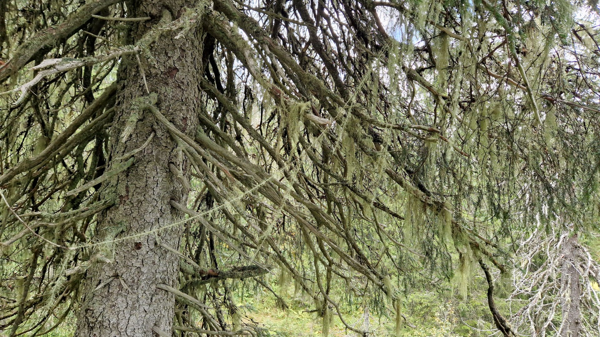 Kommunedelplan på høring