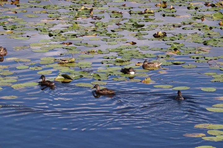 Ender på Børsesjø.