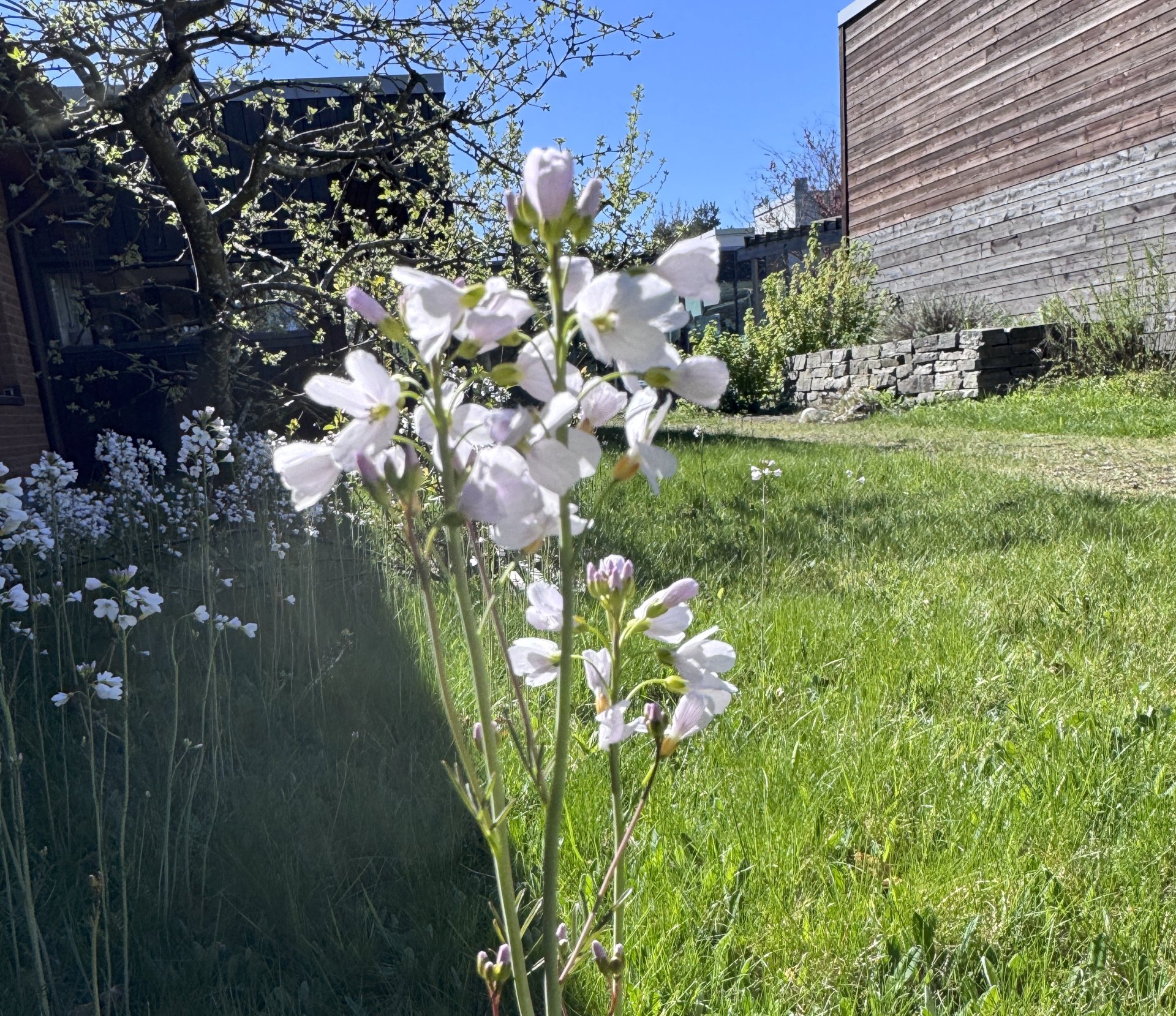 blomster på en eng