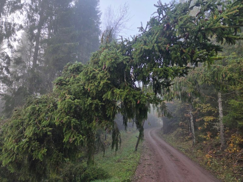 Rydder turløyper - vær forsiktig og vis hensyn