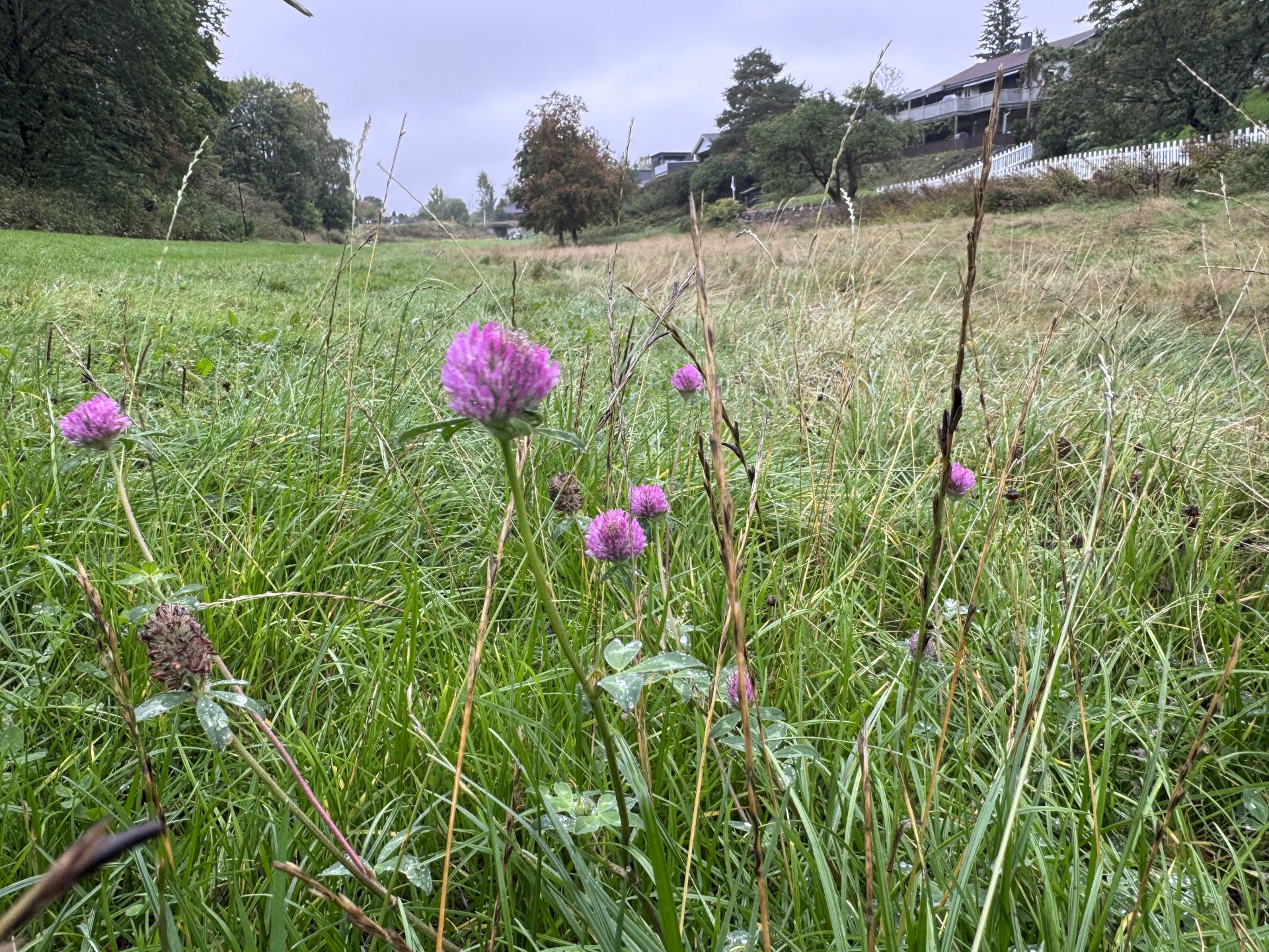 blomster på en eng